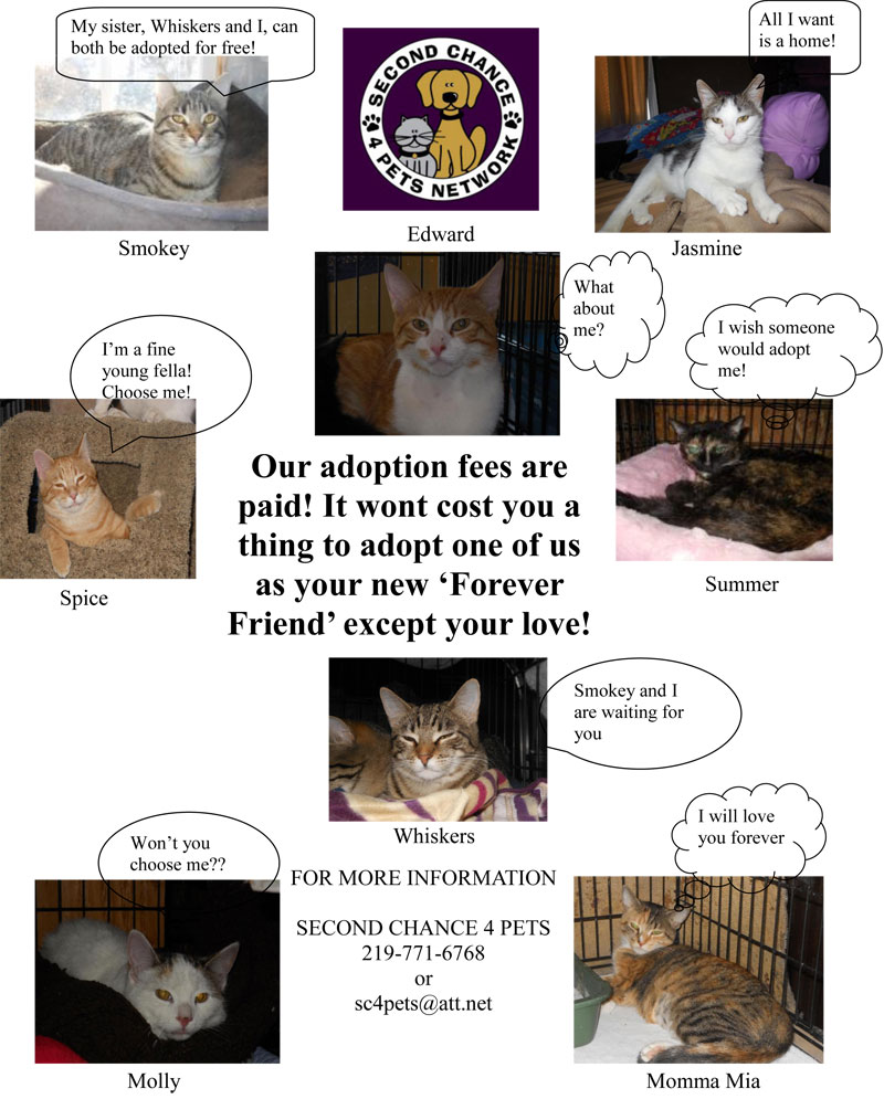 Second Chance 4 Pets Network has Wonderful Cats Available for Adoption in 2015