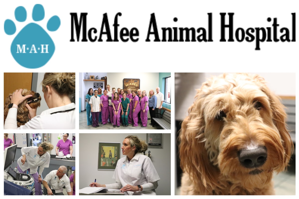 A Day in the Life of a Veterinarian at McAfee Animal Hospital