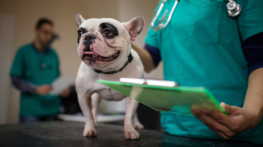 Routine checkups: Not just for humans anymore