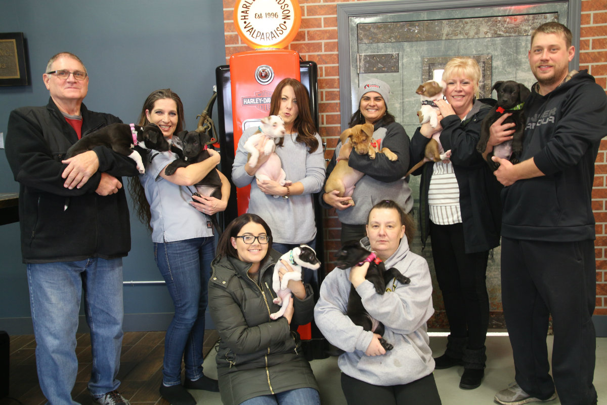 Lakeshore PAWS Rescued Litter Adopted Out in Time for Christmas